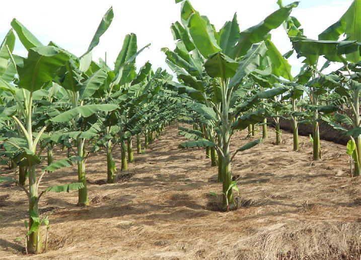 Banana plant growing in the field