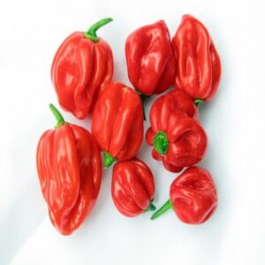 Fresh Habanero (ata rodo) Pepper
