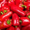 fresh organic Red Bell pepper