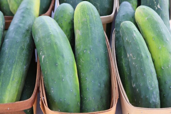 image of cucumbers