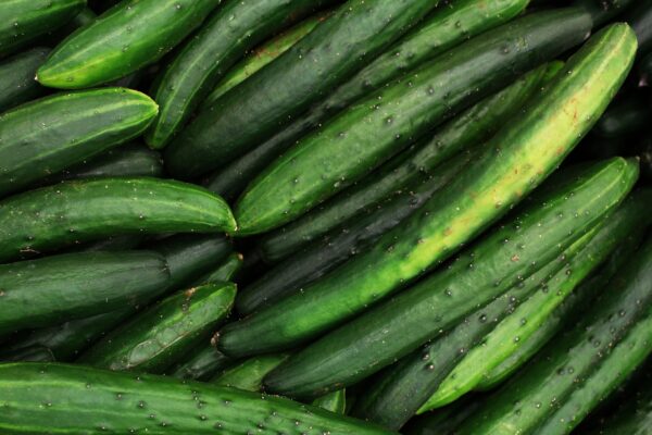 image of fresh organic cucumber