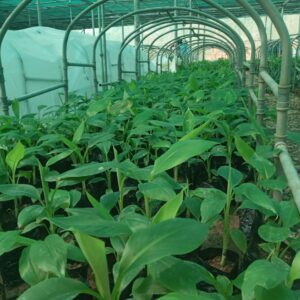 Banana Plantlets