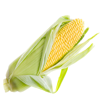 maize comb