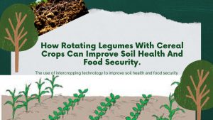 image Banner of how to rotate legumes and cereals for improved soil health and food security