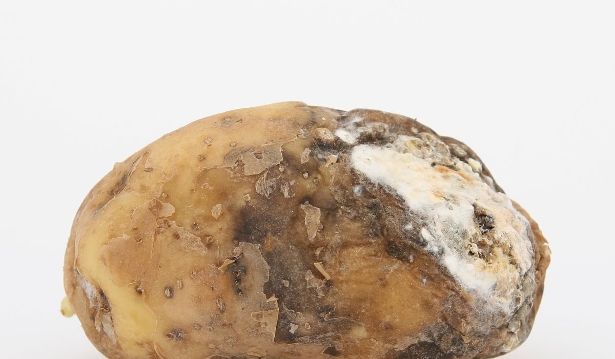 image of potato disease