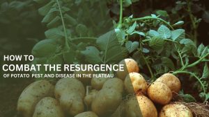 How to Combat the resurgence of potato pest and disease in the plateau.