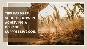 Blog Banner on Tips farmers should know in achieving a disease suppressive soil.
