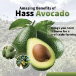 Amazing Benefits of Hass Avocado; Things you need to know for a profitable farming
