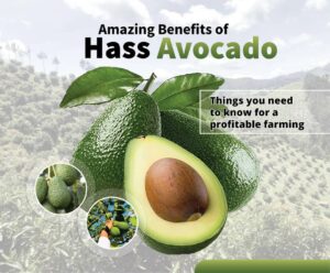 Read more about the article Amazing Benefits of Hass Avocado; Things you need to know for a profitable farming