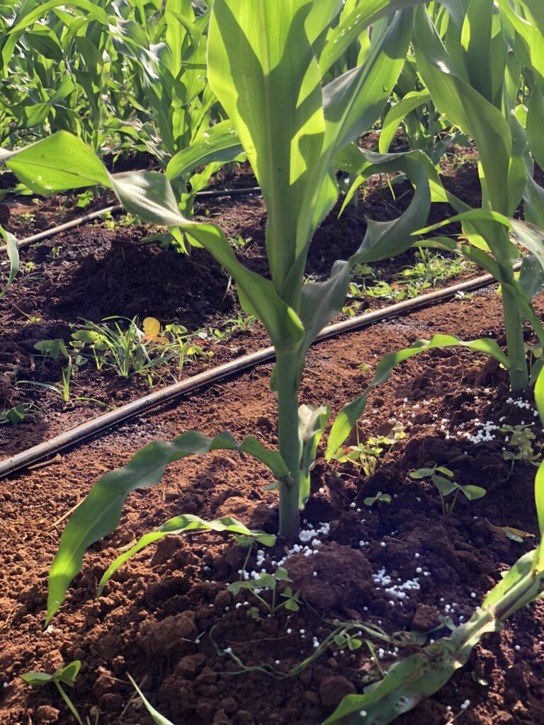 image of a maize farm with Drip irrigation