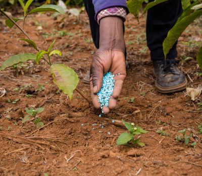image of a hand applying fertilizer